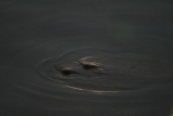 Photo /users/ganesh/gryphon/1902