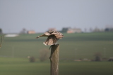 Photo /users/ganesh/gryphon/2076