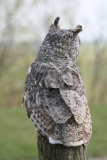 Photo /users/ganesh/gryphon/2088