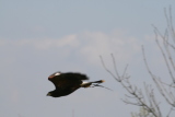 Photo /users/ganesh/gryphon/2096