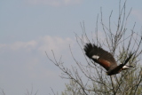 Photo /users/ganesh/gryphon/2100