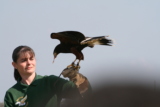 Photo /users/ganesh/gryphon/2101