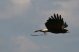 Photo /users/ganesh/gryphon/2108