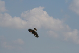Photo /users/ganesh/gryphon/2110