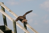 Photo /users/ganesh/gryphon/2117