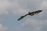 Photo /users/ganesh/gryphon/2118