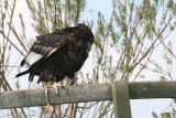 Photo /users/ganesh/gryphon/2124