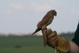 Photo /users/ganesh/gryphon/2127