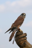 Photo /users/ganesh/gryphon/2128