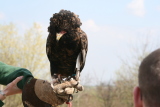 Photo /users/ganesh/gryphon/2140