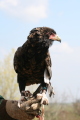 Photo /users/ganesh/gryphon/2141