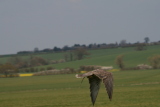 Photo /users/ganesh/gryphon/2143