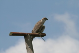 Photo /users/ganesh/gryphon/2148