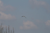 Photo /users/ganesh/gryphon/2149