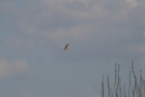 Photo /users/ganesh/gryphon/2150