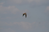 Photo /users/ganesh/gryphon/2153