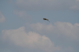 Photo /users/ganesh/gryphon/2155