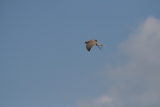 Photo /users/ganesh/gryphon/2158