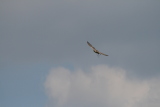 Photo /users/ganesh/gryphon/2159