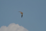 Photo /users/ganesh/gryphon/2161