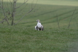 Photo /users/ganesh/gryphon/2165