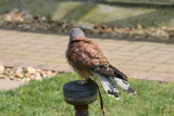 Photo /users/ganesh/gryphon/2169