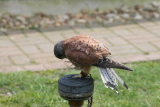 Photo /users/ganesh/gryphon/2170