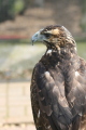Photo /users/ganesh/gryphon/2171