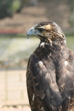 Photo /users/ganesh/gryphon/2171
