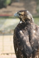Photo /users/ganesh/gryphon/2172