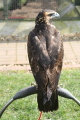 Photo /users/ganesh/gryphon/2173