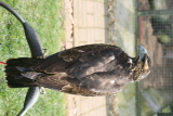 Photo /users/ganesh/gryphon/2174