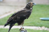 Photo /users/ganesh/gryphon/2178