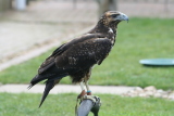 Photo /users/ganesh/gryphon/2179
