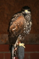 Photo /users/ganesh/gryphon/2180