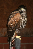 Photo /users/ganesh/gryphon/2180