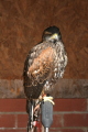 Photo /users/ganesh/gryphon/2181