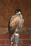 Photo /users/ganesh/gryphon/2181
