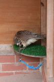 Photo /users/ganesh/gryphon/2183
