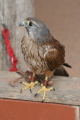 Photo /users/ganesh/gryphon/2184