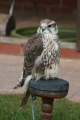 Photo /users/ganesh/gryphon/2187
