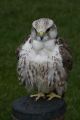 Photo /users/ganesh/gryphon/2188