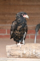 Photo /users/ganesh/gryphon/2189