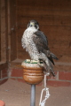 Photo /users/ganesh/gryphon/2190
