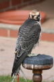 Photo /users/ganesh/gryphon/2192