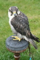 Photo /users/ganesh/gryphon/2193