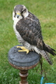 Photo /users/ganesh/gryphon/2194