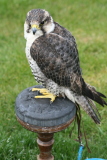 Photo /users/ganesh/gryphon/2194