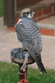 Photo /users/ganesh/gryphon/2196