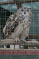 Photo /users/ganesh/gryphon/2197